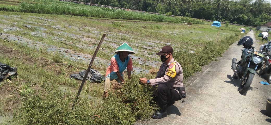 Bhabinkamtibmas Hargorejo Sambangi Petani